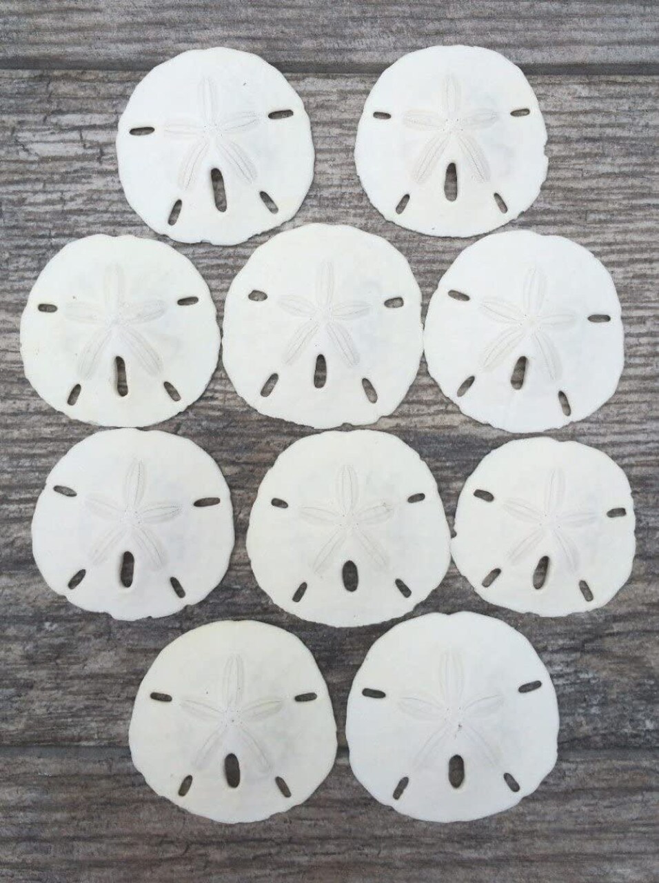Sand Dollar Set of 10 Real Sand Dollars 3"-3 1/2" Sand Dollar Shells